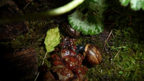 Bilder 2009 4672.jpg