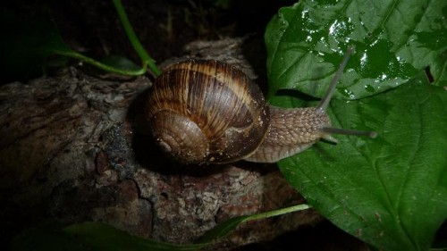 Bilder 2009 4679.jpg