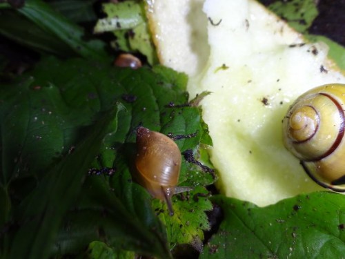 Bilder 2009 4685.jpg