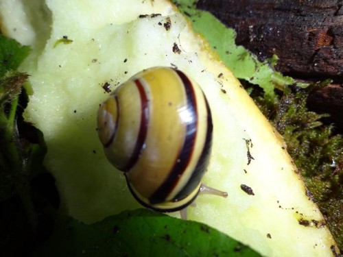 Bilder 2009 4686.jpg