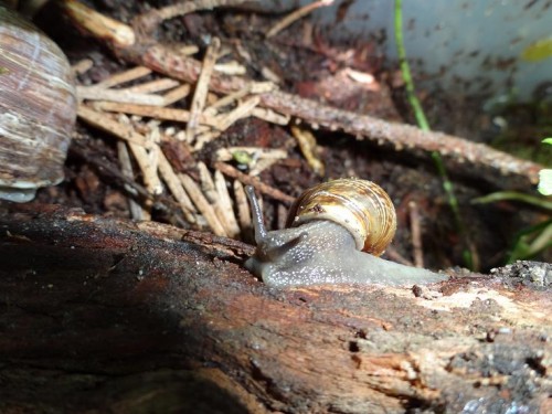 Bilder 2009 4690.jpg