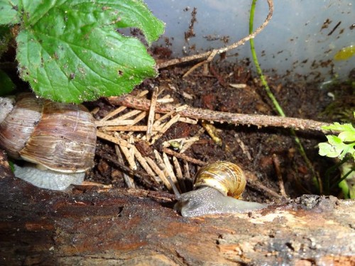 Bilder 2009 4692.jpg