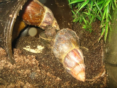schnecken1.jpg
