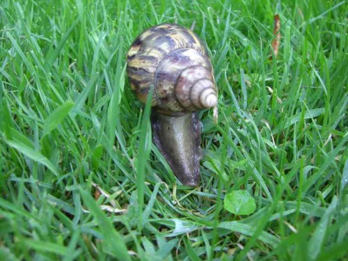 AchatFuss hinten.jpg