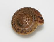 Schnecke2.JPG