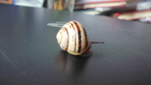 j1.jpg
