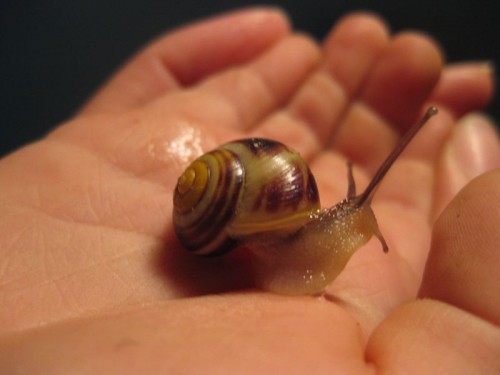 Chirs Wachstumsrand 2.jpg