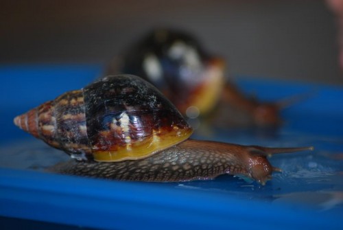 Schnecken Okt (41).jpg