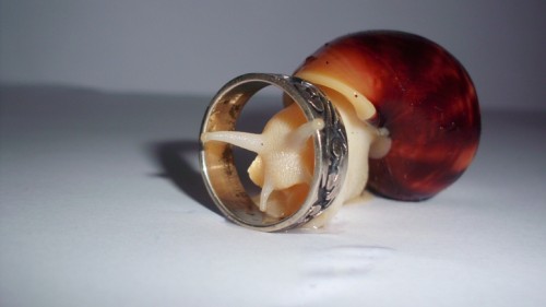 ring_passig_gemacht.jpg