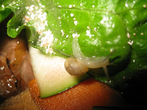 helix mazullii.JPG