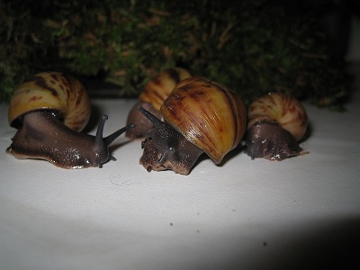 ovumse 005.jpg