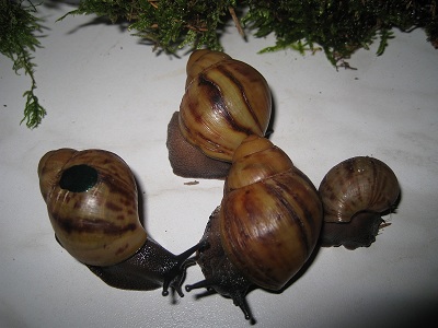ovumse 007.jpg