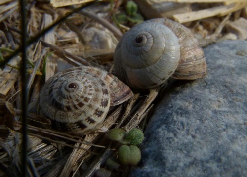 schnecke 111101 Akköy (02)_tn.jpg