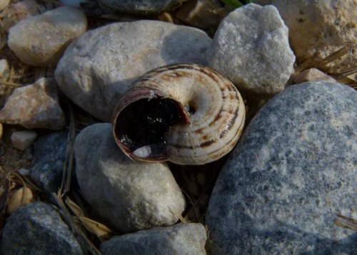 Divertikelschnecke (Eobania vermiculata) 111101 Akköy (02)_tn.jpg