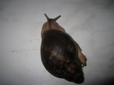 ventricosa 027.jpg