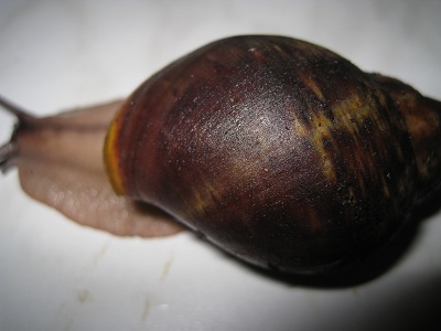 ventricosa 028.jpg