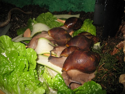 ventricosa 030.jpg