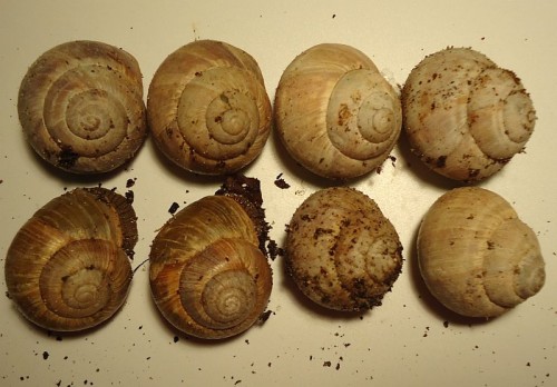 Helix sp.1.jpg