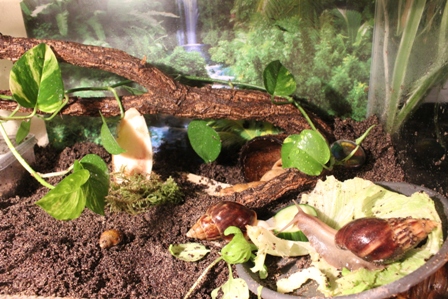 2011_10_22 Schneckis mampfen_6.JPG