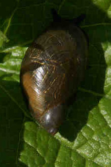 schnecke.jpg