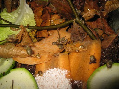 grunzschnecken 002.jpg