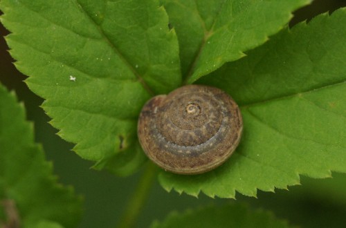 Große Laubschnecke, Euomphalia strigella 001.jpg