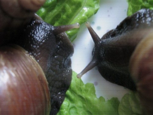 Achatina spec2.jpg
