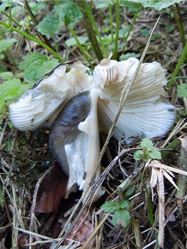 DSCN3452 Breitblättriger Rübling, Megacollybia platyphylla mit Schnegel, Ausschnitt, Schärfe, klein.jpg