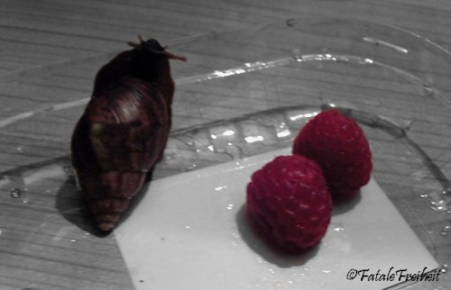 Himbeeren_02_klein_copyright.jpg