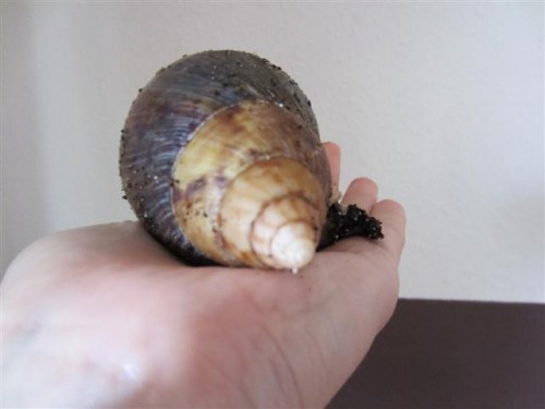 schnecke 001 (Small).jpg