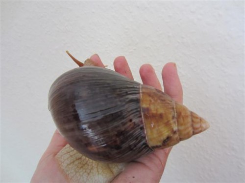 IMG_2754 (Small).JPG