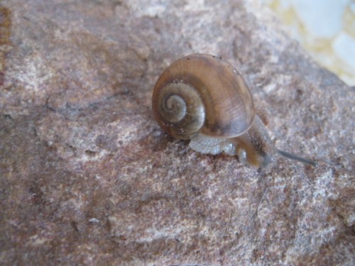 baumschnecke2.JPG