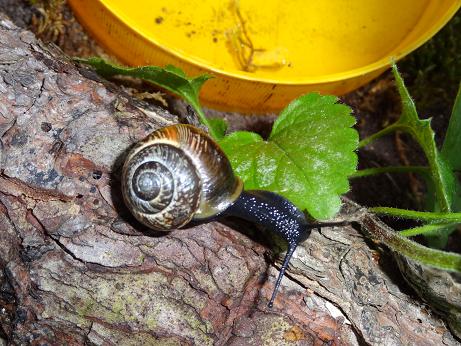 Bilder 2009 5129.jpg