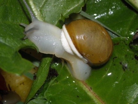 schneggi060512 008.jpg