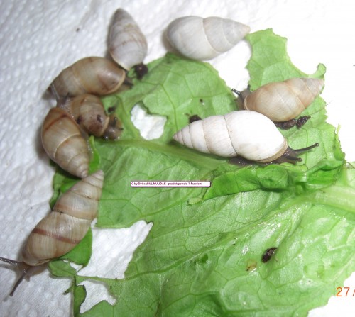 BULIMULIDAE 058und Copyright.jpg