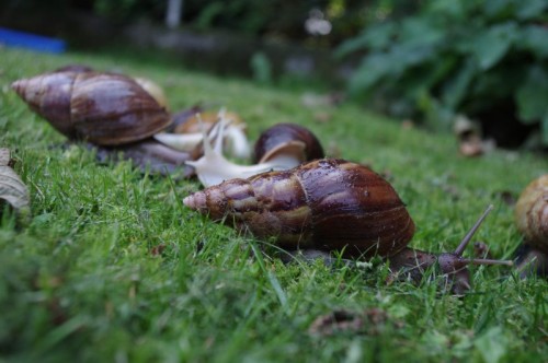 was schneckt denn da im garten.jpg