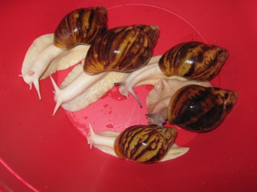 F-Neu-ov-weiß.JPG