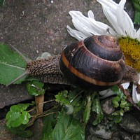 weinbergschnecke_5.jpg