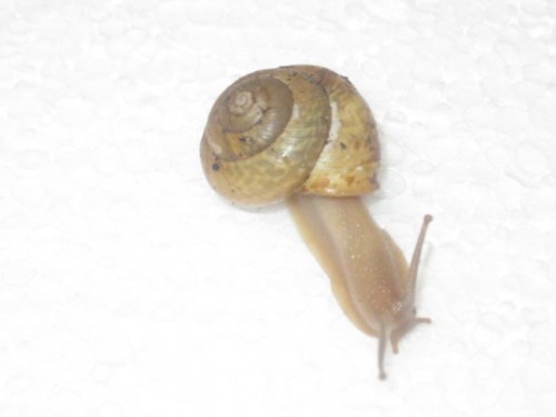 kleine Schnecke 1.JPG