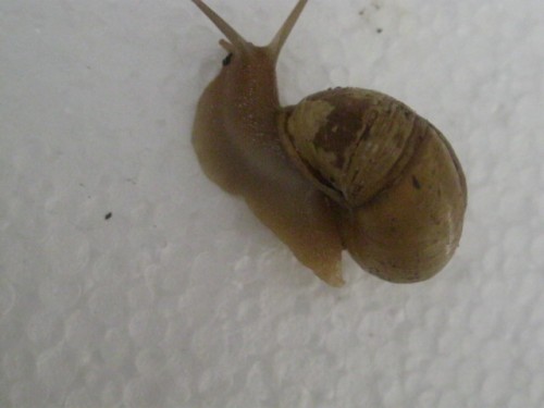 kleine Schnecke2.JPG