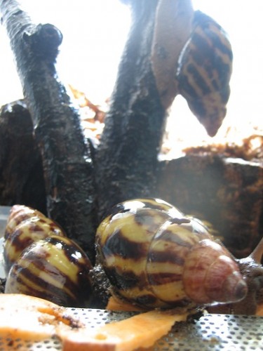 Achatina tincta1.jpg