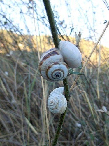 DSCN2508 Mittelmeersandschnecke, Theba pisana, Ausschnitt, Kontrst, Schärfe, klein.JPG