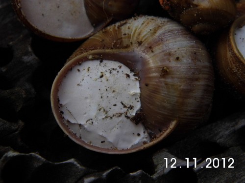 DSCI0274.JPG