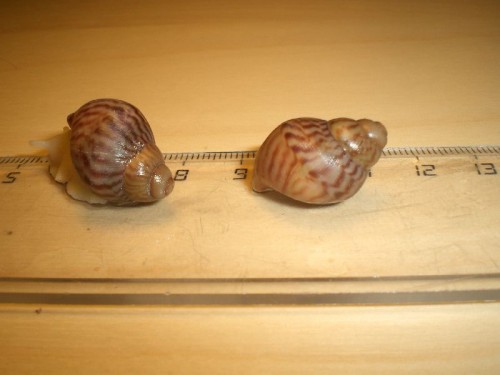 CIMG7400.JPG