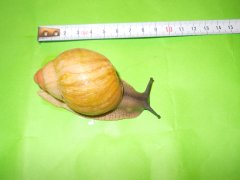 Archachatina.s.jpg