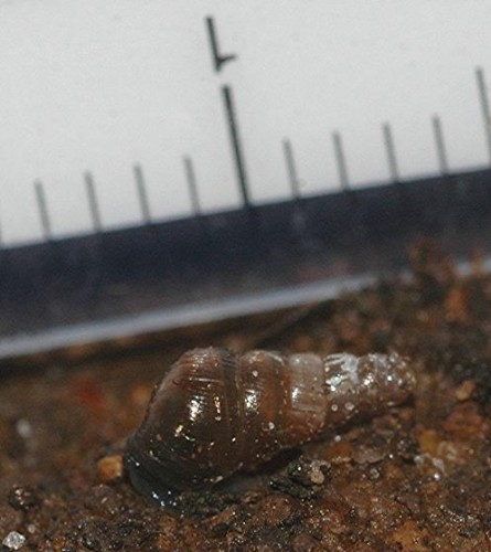 DSC_2650 Schnecke, Ausschnitt, Kontrast, Schärfe 60 %.JPG
