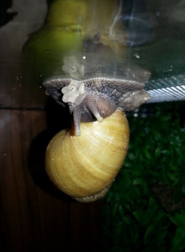 Böööh.jpg