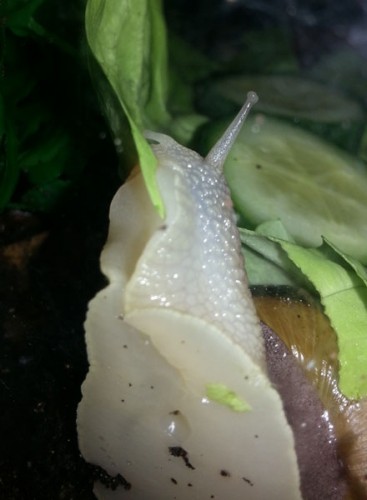 Salatfuttern_2.jpg