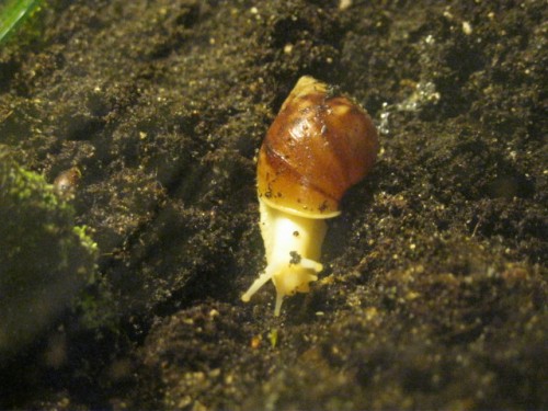 kleine White Jade.JPG