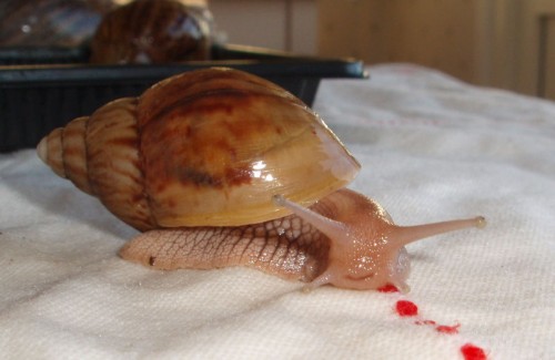 grinseschnecke.jpg